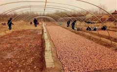 紅薯育苗溫度多少最合適？紅薯育苗的方法簡(jiǎn)介