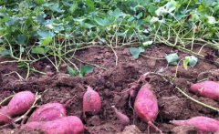 紅薯產(chǎn)量一般是多少？紅薯高產(chǎn)栽培技術(shù)要點