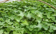 甘薯的原產(chǎn)地是哪里？甘薯和紅薯有什么區(qū)別？