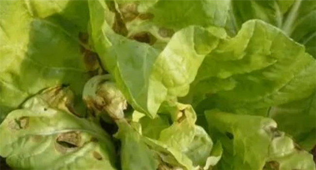 去除白菜跳蚤蟲(chóng)用什么藥