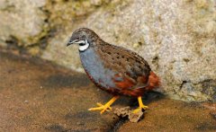 蘆丁雞會(huì)飛嗎？蘆丁雞吃什么食物長的快？