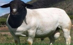 好的種公羊有哪些特點(diǎn)？如何挑選種公羊？