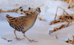 野雞喜歡吃什么？捉野雞用什么方法最好