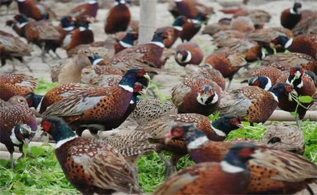 野雞吃什么食物、怎么喂養(yǎng)