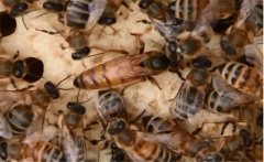 蜂王為什么會逃跑，蜂群失王了怎么辦？