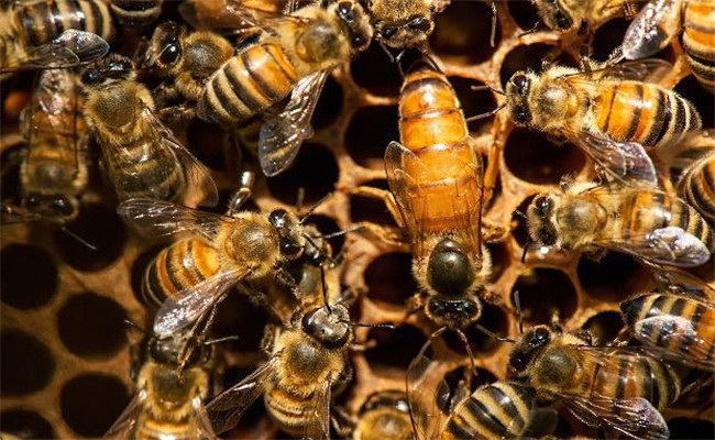 蜂王的產(chǎn)卵規(guī)律