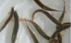 養(yǎng)殖泥鰍對(duì)水質(zhì)有哪些要求？泥鰍養(yǎng)殖注意事項(xiàng)