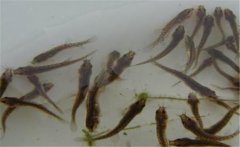 買回家的泥鰍怎樣喂養(yǎng)，泥鰍不喂食會餓死嗎？