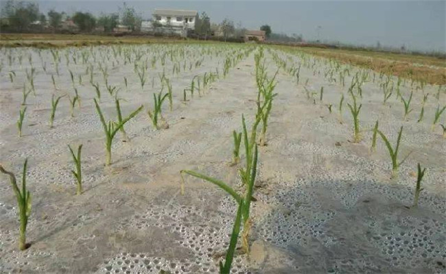 大蒜什么時間蓋二膜