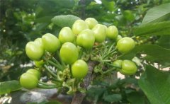 櫻桃膨果期是什么時候，櫻桃膨果期管理要點