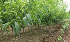 怎樣種植黃桃？種植黃桃樹幾年可以掛果
