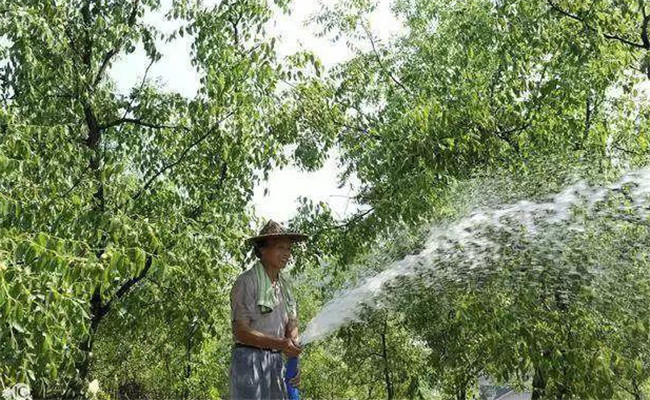 棗樹(shù)噴施葉面肥的濃度要求