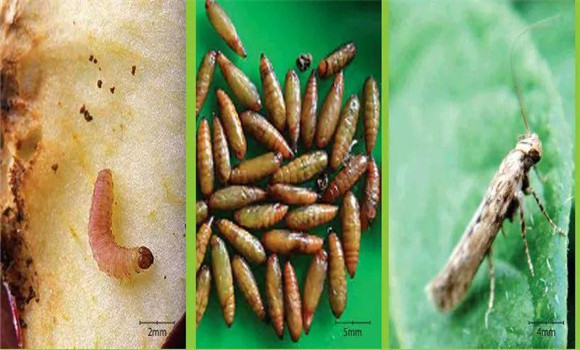 馬鈴薯塊莖蛾是如何危害的，怎樣防治