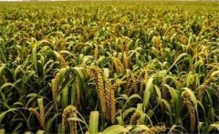 谷子新品種有哪些？