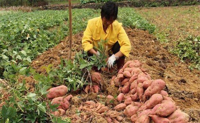 在收獲時要做到四輕、五防