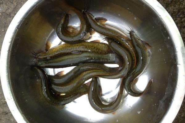 買(mǎi)來(lái)的泥鰍怎么養(yǎng)