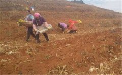 魔芋種植技術(shù)簡介：栽培魔芋如何選種、曬種？