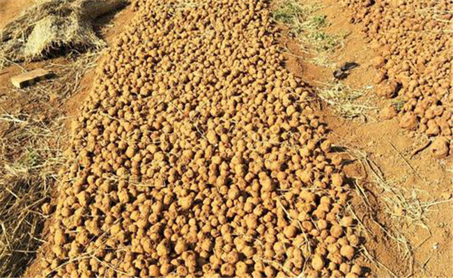 選種、曬種問題