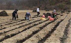 小米種植如何施種肥，如何追肥？