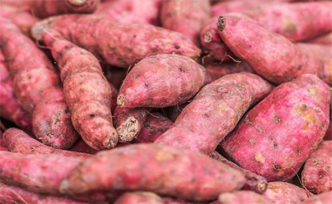 精選健薯，做到安全入窖