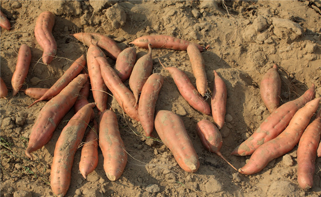 適時收獲，避免機(jī)械損傷