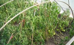 用什么措施可以防止連作障礙?