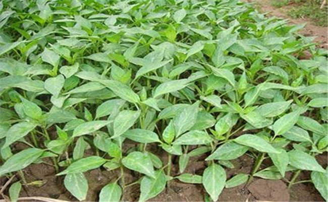 辣椒緩后苗肥輕，高氮薄糞都可行