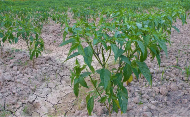 花前施肥講平衡，巧施磷鉀行得通