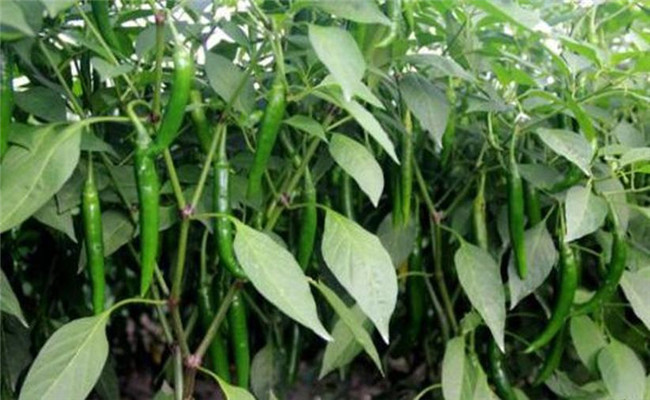 辣椒盛果重高鉀，花多豐產(chǎn)滿地紅