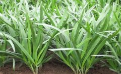 韭菜為什么用雞糞發(fā)酵水澆好，而不直接用雞糞