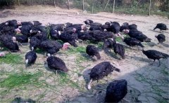 火雞養(yǎng)殖效益如何，其養(yǎng)殖前景怎樣？