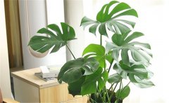 客廳適合養(yǎng)什么花？10種健康花，客廳可養(yǎng)一盆