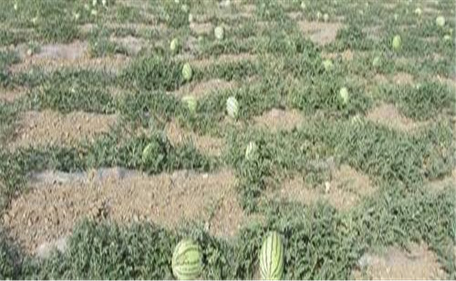 田里沙，種西瓜