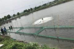 黃顙魚的養(yǎng)殖基本知識:池塘黃顙魚養(yǎng)殖技術(shù)