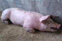 豬不吃食流清口水怎么回事，是什么原因引起的