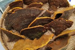 桑黃如何種植，桑黃栽培技術(shù)要點(diǎn)