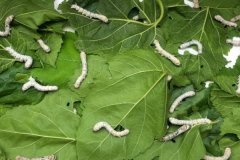 桑葉喂蠶要不要洗？桑葉喂蠶的方法和注意事項