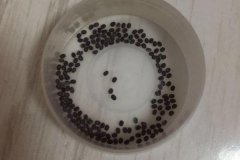 蠶卵孵化需要噴水嗎？蠶卵孵化需要什么條件