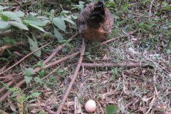 母雞下蛋一般下多少天，如何讓母雞多下蛋