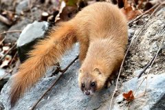 黃鼠狼會(huì)吃雞嗎？黃鼠狼是保護(hù)動(dòng)物嗎？