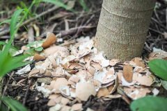 水肥發(fā)酵方法，介紹水肥發(fā)酵技術(shù)