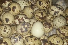 鵪鶉蛋孵化溫度是多少？鵪鶉蛋的孵化方法