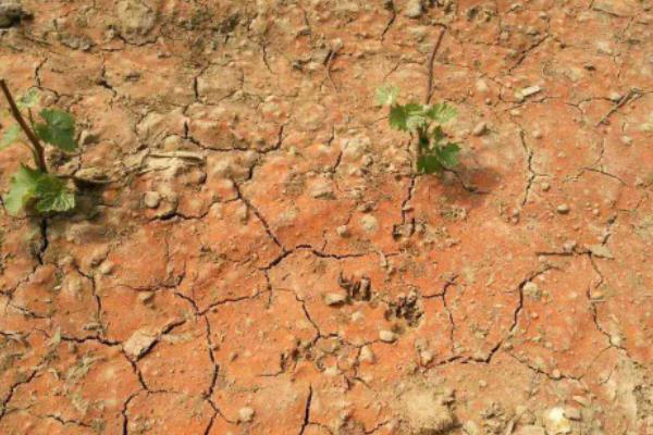 過度使用氮肥會引起土壤板結(jié)嗎