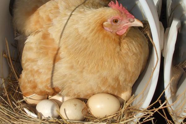 母雞為什么吃自己下的蛋