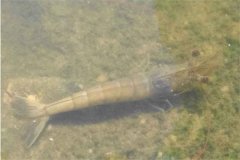 怎樣正確使用生石灰 蝦塘有蝦能用石灰消毒嗎？