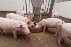育肥豬怎么喂長得快? 育肥豬豬舍怎么取暖