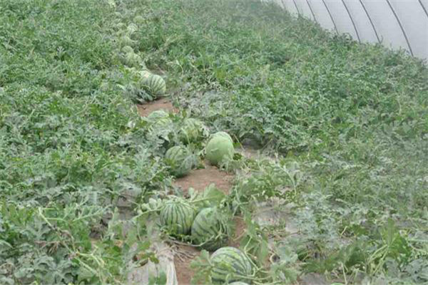 西瓜掛果到采摘多少天