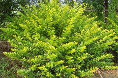 女貞是喬木還是灌木？女貞樹簡(jiǎn)介