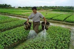 施用沖施肥的優(yōu)點，怎樣沖施肥料不浪費？