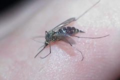 生活中常見的害蟲有哪些，如何防治？